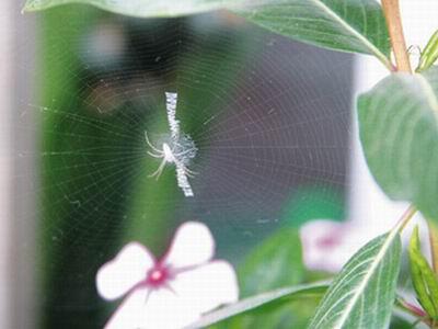 白色蜘蛛的风水（白色 蜘蛛）-图2