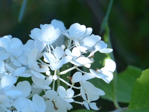 四五月份白色的花（4月份白色的花）-图2