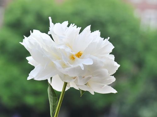 哪些花白色（什么植物花是白色的）-图2