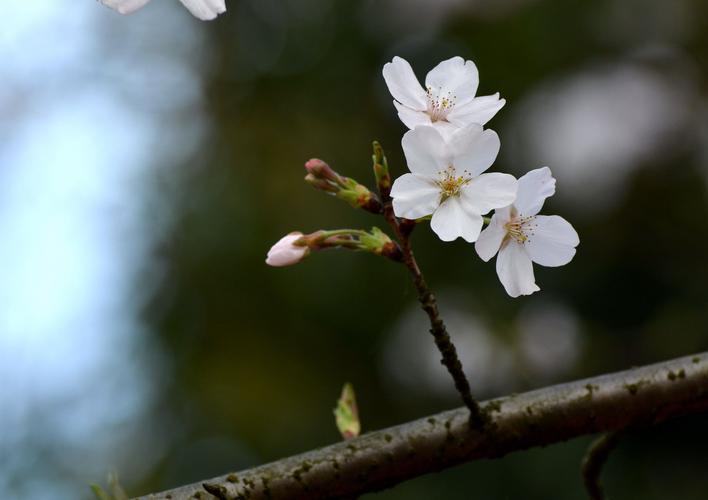 白色樱花盛放的婚礼（白色樱花的花语和寓意）-图3