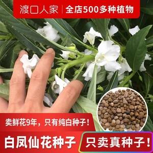 白色种子是啥花（白色种子是什么花）-图2