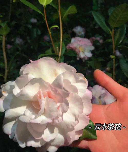 茶花树枝长白色（茶花树枝有白色的一坨坨）-图1