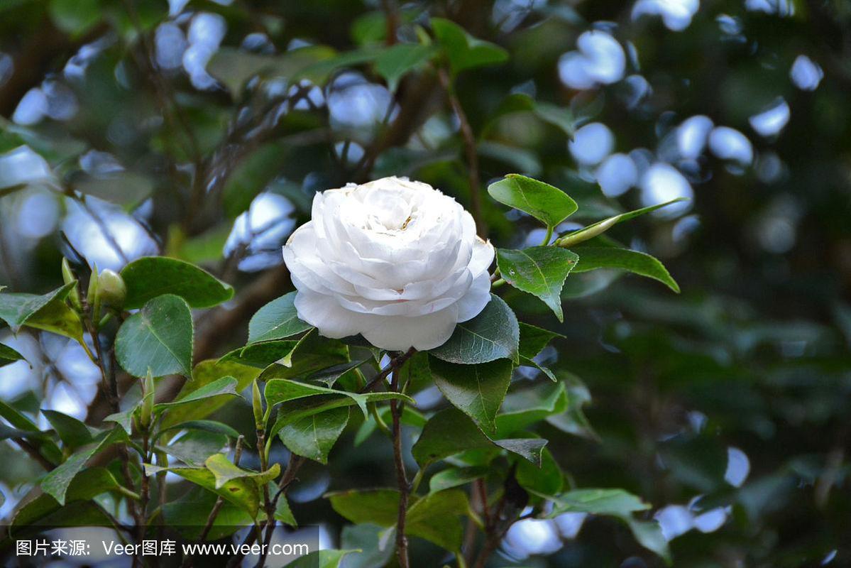 茶花树枝长白色（茶花树枝有白色的一坨坨）-图3