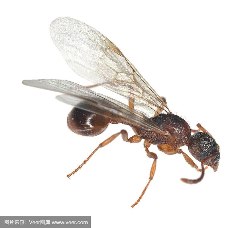白色翅膀的红蚂蚁（长白翅膀的蚂蚁）-图1