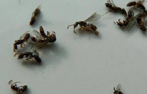 白色翅膀的红蚂蚁（长白翅膀的蚂蚁）-图3