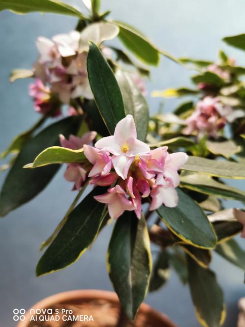 白色金边瑞香花（金边瑞香白花品种）-图3