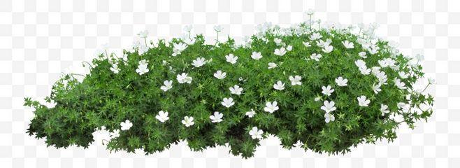 白色用于花坛的草（白色花坛图片大全）-图2
