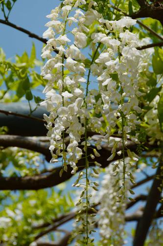 白色紫藤花树（白色紫藤花树图片大全）-图1