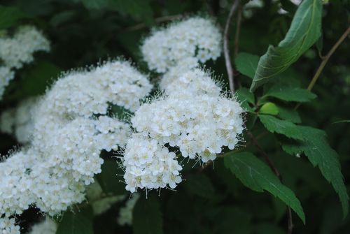 白色夏花类植物（初夏白色的花）-图1