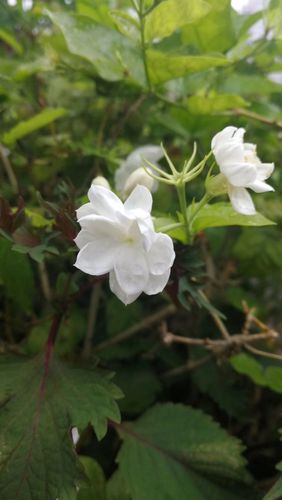 白色夏花类植物（初夏白色的花）-图2