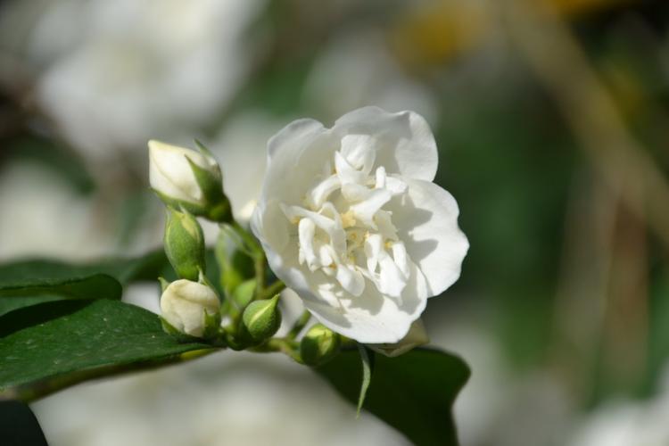 白色茉莉花花期（白色茉莉花的花语）-图3