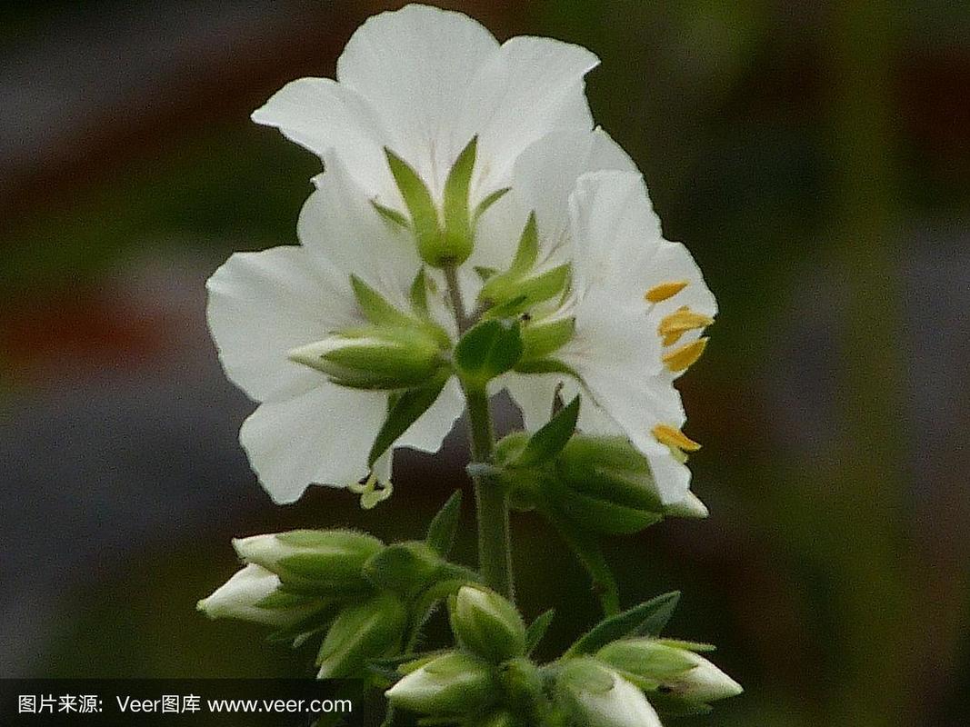 白色毛蕊花介绍（白色花毛茛花语是什么）-图1