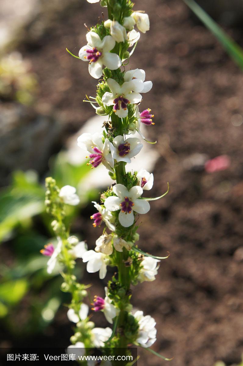 白色毛蕊花介绍（白色花毛茛花语是什么）-图3