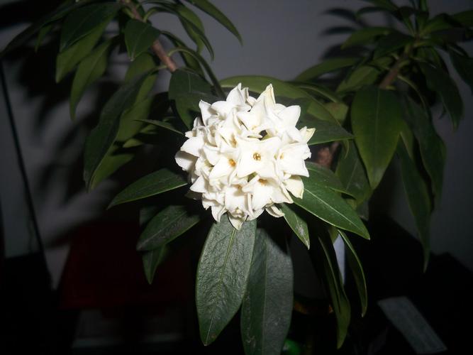 白色带香的花（白色带香气的花）-图2