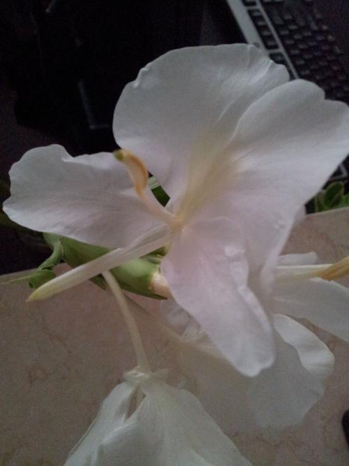 白色带香的花（白色带香气的花）-图1