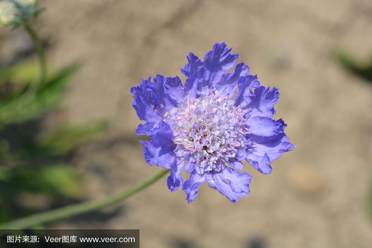 白色的像风轮花（白色的像风轮花的植物）-图2