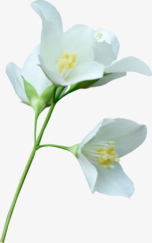 白色鲜花的图片及名称（白色鲜花象征着什么）-图1