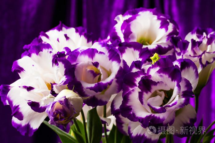 哪些花是白色的（紫色花有哪些花种）-图1