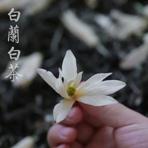 白色花花茶的花语（白色花茶有哪些）-图1