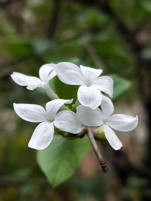 开着白色的花（开着白色的花有股清香的味道是啥花）-图1