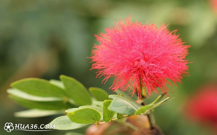 朱缨花白色（朱缨花的入药部位）-图1