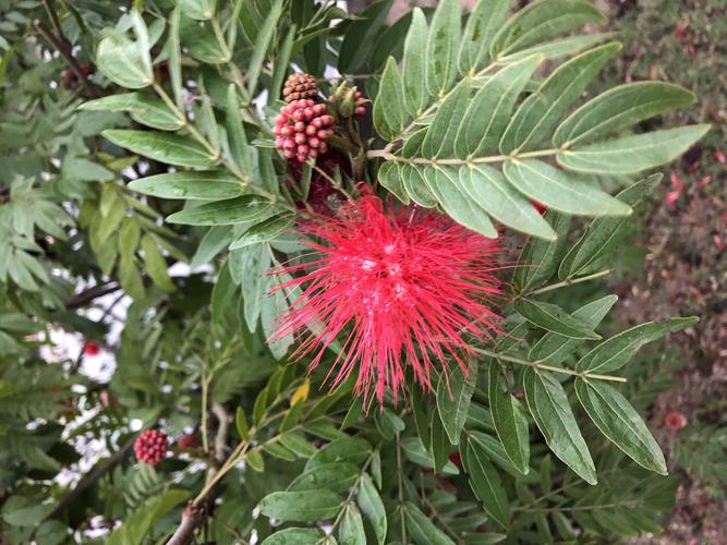 朱缨花白色（朱缨花的入药部位）-图2