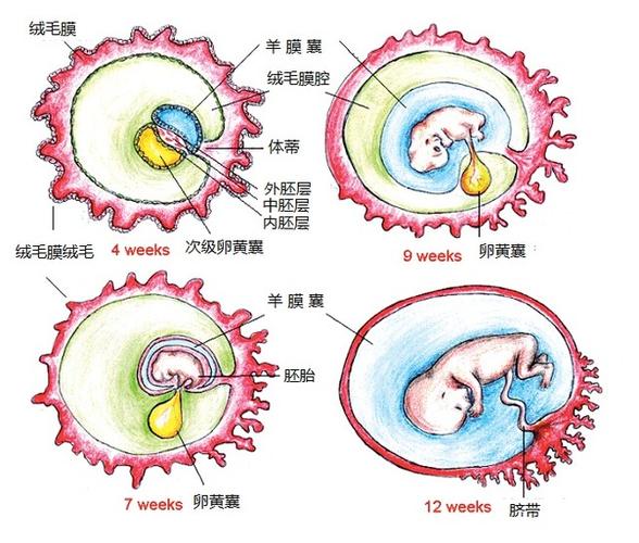 本白色胚带（白色胚胎是男孩女孩）-图1