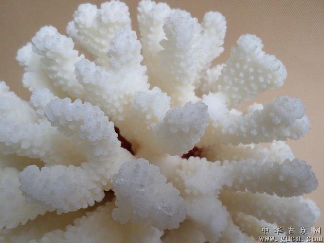 白色珊瑚的名字（白色珊瑚的寓意）-图2