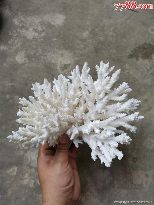 白色珊瑚的名字（白色珊瑚的寓意）-图1