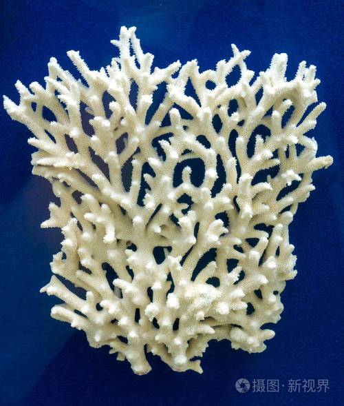 白色珊瑚的名字（白色珊瑚的寓意）-图3