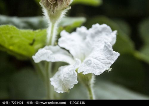 白色的花是什么（白色的花是什么瓜）-图2