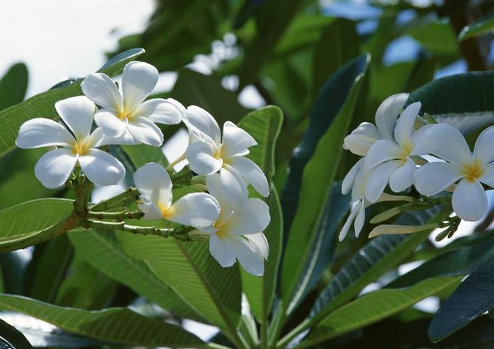 白色像鸡蛋的花（白色的鸡蛋花图片）-图3