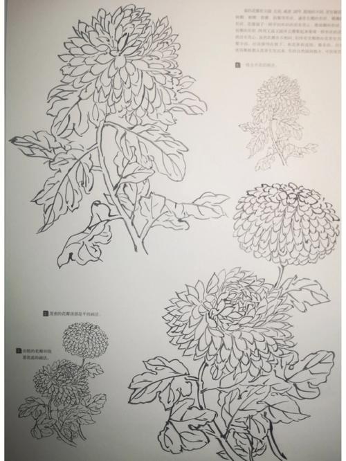 工笔菊花白色（工笔菊花白色怎么画）-图2