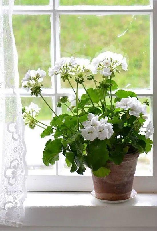 室内白色开花植物（白色的花室内盆栽）-图1