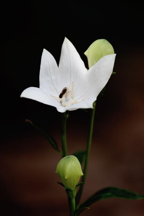 白色的花夏天（白色的花夏天开花吗）-图3