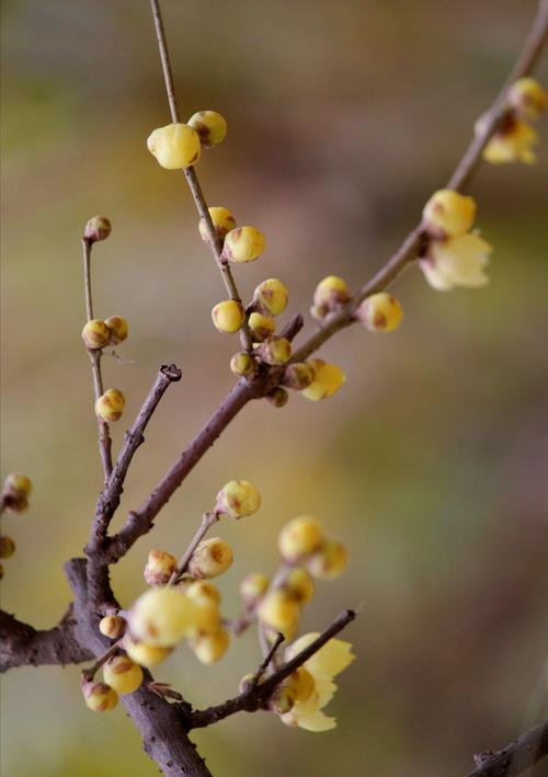 白色腊梅花语（白色腊梅的花语和象征）-图1