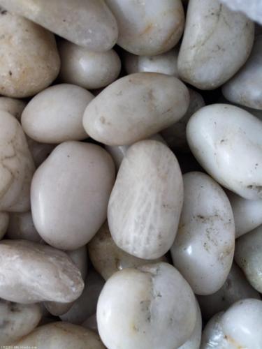 白色的鹅卵石（白色的鹅卵石像什么）-图1