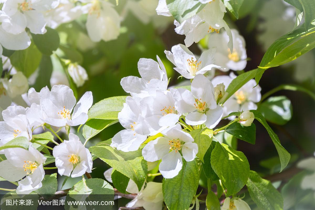 白色花是什么果树（白色花是什么果树图片）-图3