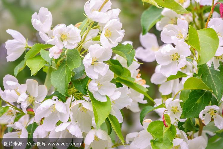 白色花是什么果树（白色花是什么果树图片）-图2