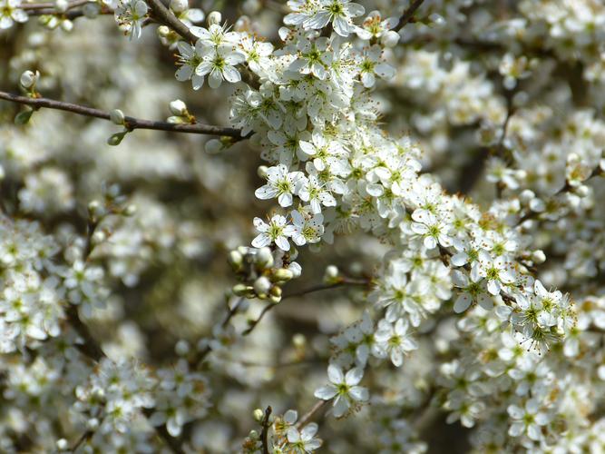 白色花是什么果树（白色花是什么果树图片）-图1