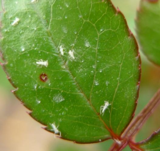 花叶子白色虫卵（花叶上白色虫子）-图1