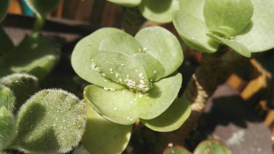 肉肉植物长白色虫子（肉肉植物上长白色虫子）-图1