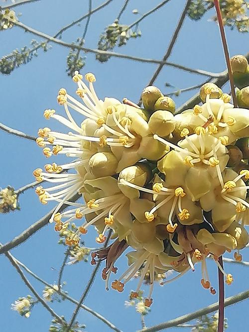 白色木棉花图片（白色木棉花图片花语）-图2