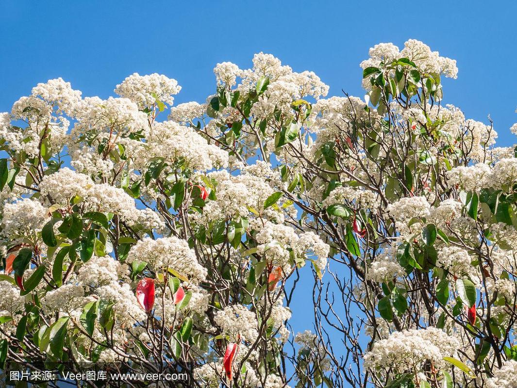 苗木开白色团状花（白色成团的花）-图3