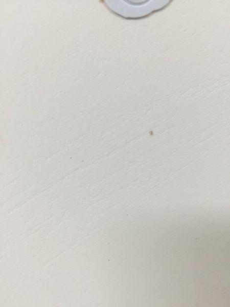 墙上长白色壳（墙上长的白色的虫子是什么虫）-图2