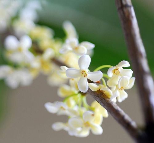 白色桂花的名字（白色花的桂花）-图3