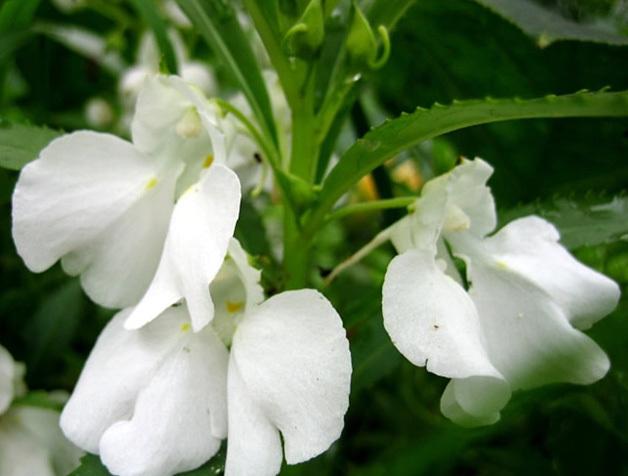 凤仙花白色（凤仙花白色虱子）-图2