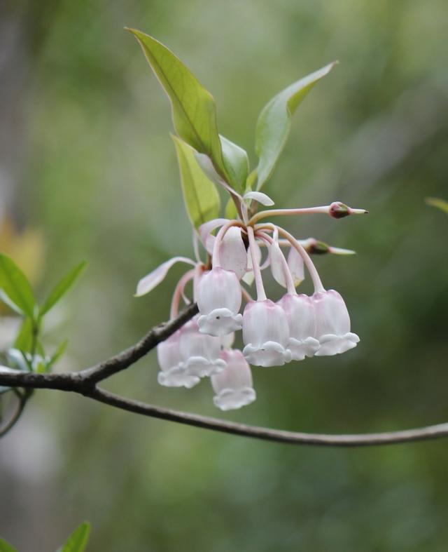 白色吊钟花（白色吊钟花的寓意和花语）-图2