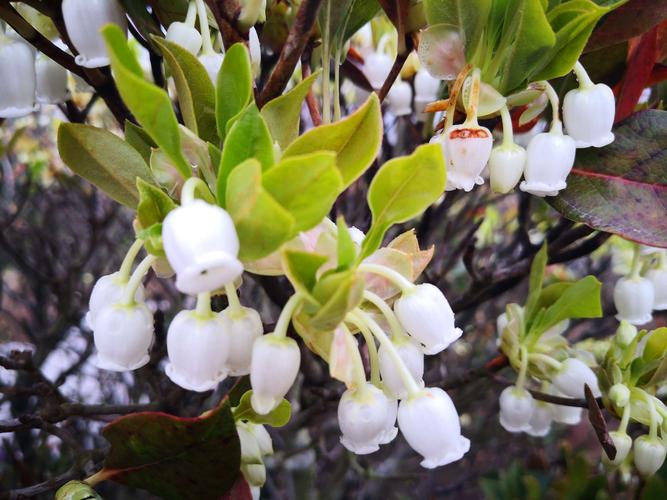 白色吊钟花（白色吊钟花的寓意和花语）-图1