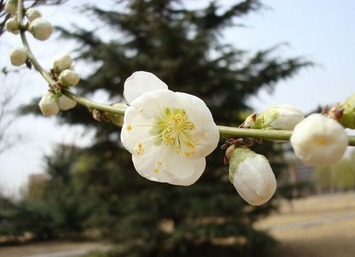 白色腊梅花的功效（白色腊梅花的寓意）-图3